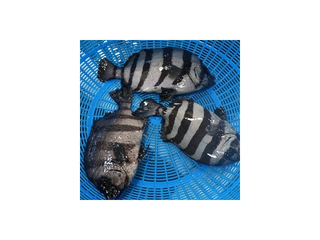 돌돔회 가격정보 Best 상품순위 알아보기